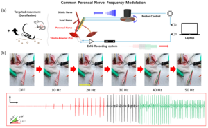 Changes in the tibialis anterior muscle contraction and EMG changes in total peroneal nerve stimulation according to the rotor rotation speed control