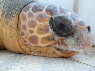 Loggerhead (1 of 3)