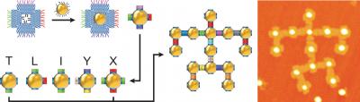 Schematic of DNA-Framed Nanoparticles