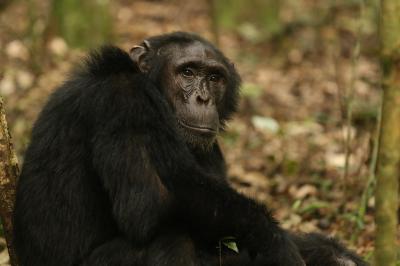 Late Adolescent Chimp