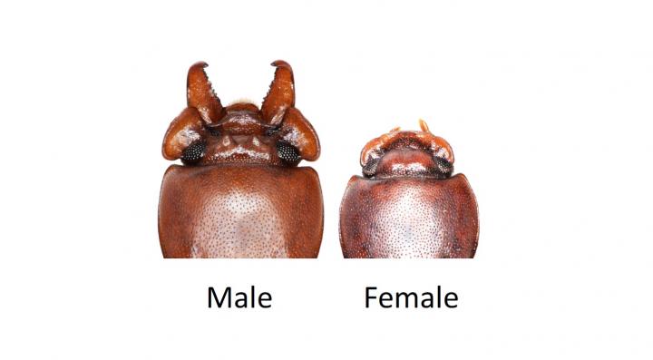 Broad-Horned Flour Beetles