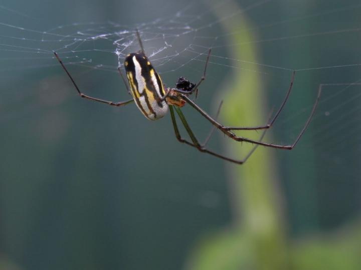 Baby orb weaver spiders can weave as complex webs as adults