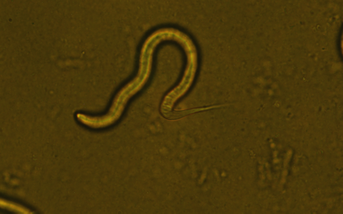 香港科技大學的研究團隊解構了秀麗隱桿線蟲 (C. elegans) pri-miRNA 的加工機制。