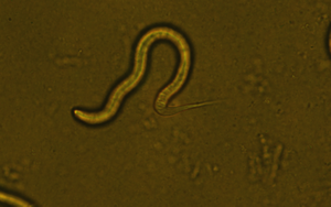 A research team from HKUST has solved the puzzle of C. elegans pri-miRNA processing.