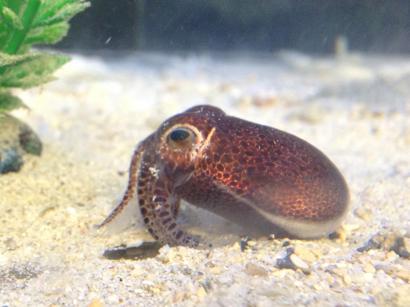 Bobtail Squid