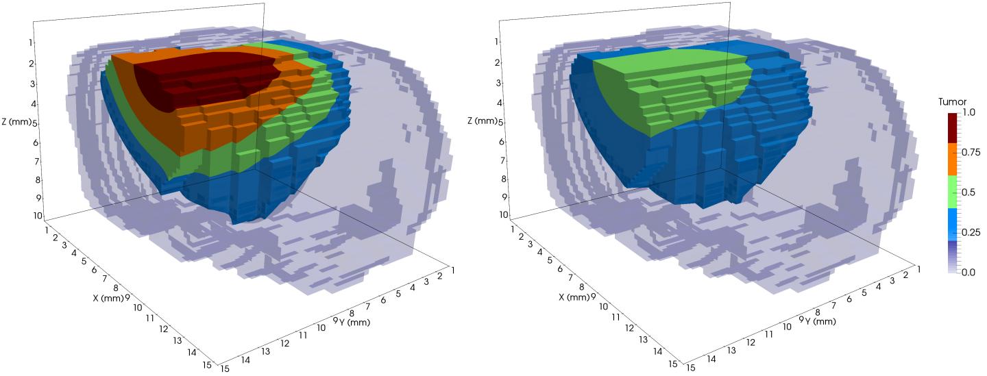 Model of Tumor Growth in a Rat Brain