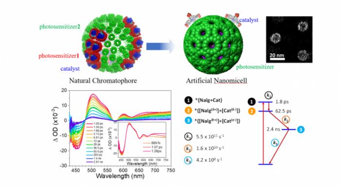 Natural Photocatalysis