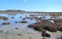 Coral Communities Exposed At Extreme Low Tide