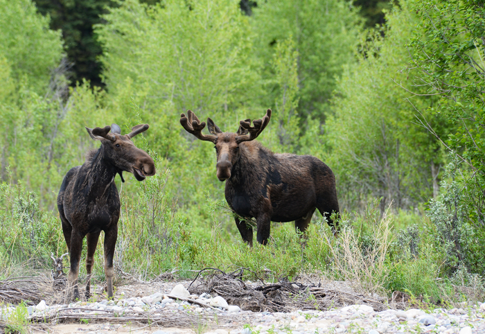 North American model of wildlife conservation | EurekAlert!