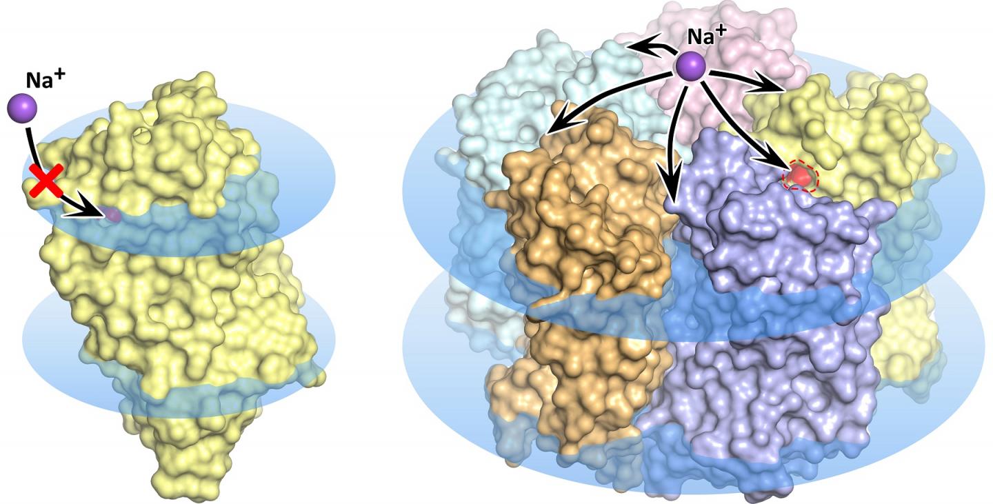 细胞膜中的单体（左图）和KR2视紫红质五聚体（蓝色圆片）