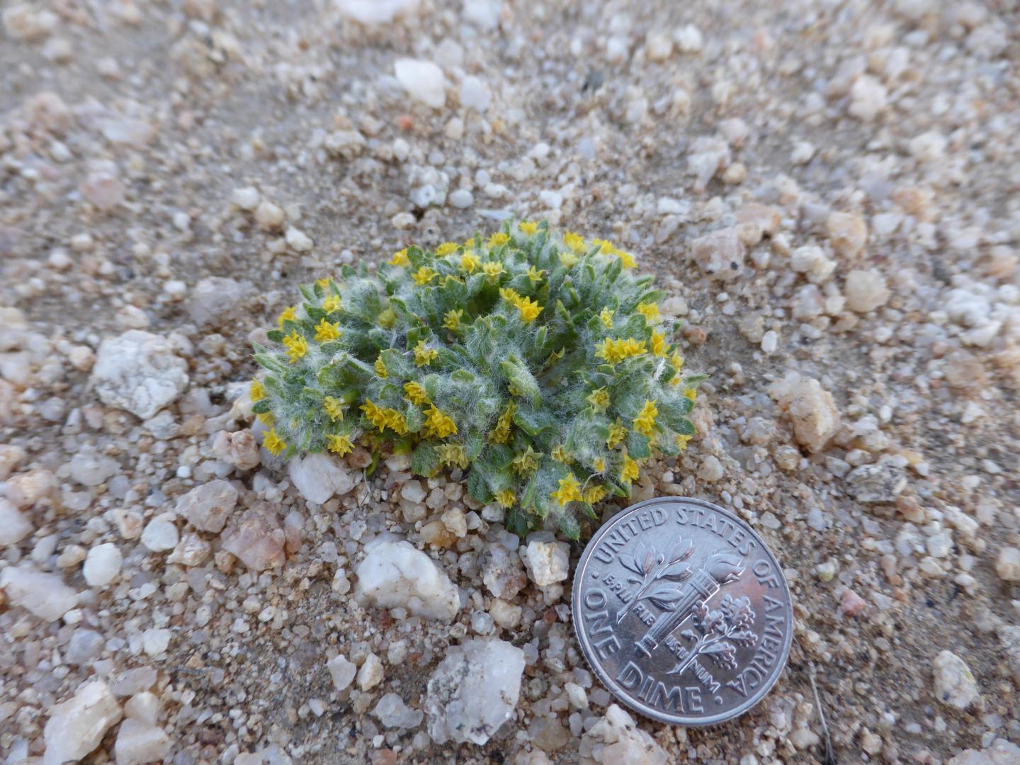 Barstow woolly sunflower