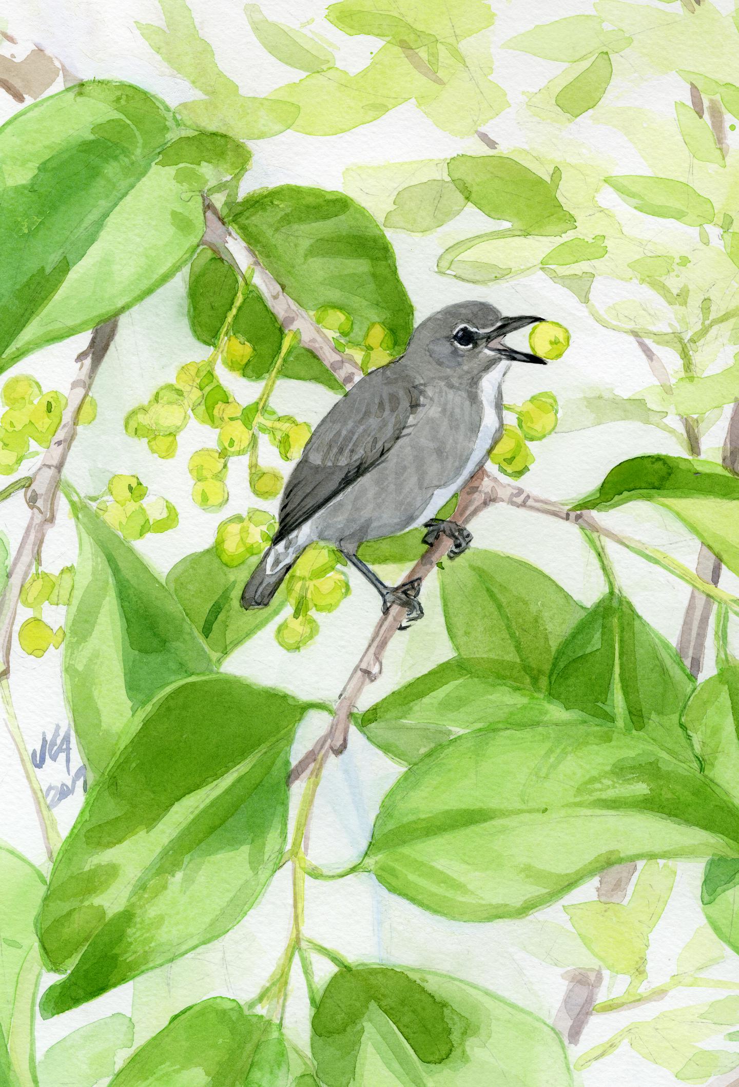 Scientific Illustration of the Spectacled Flowerpecker