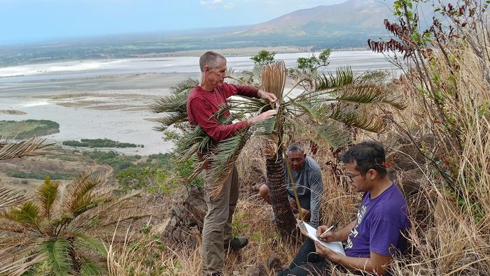 Cycad measurements in Mount Pinatubo, Philippines
