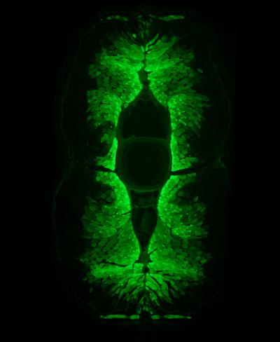 Fluorescence Image of a Transverse Section of a Formalin-Fixed Eel