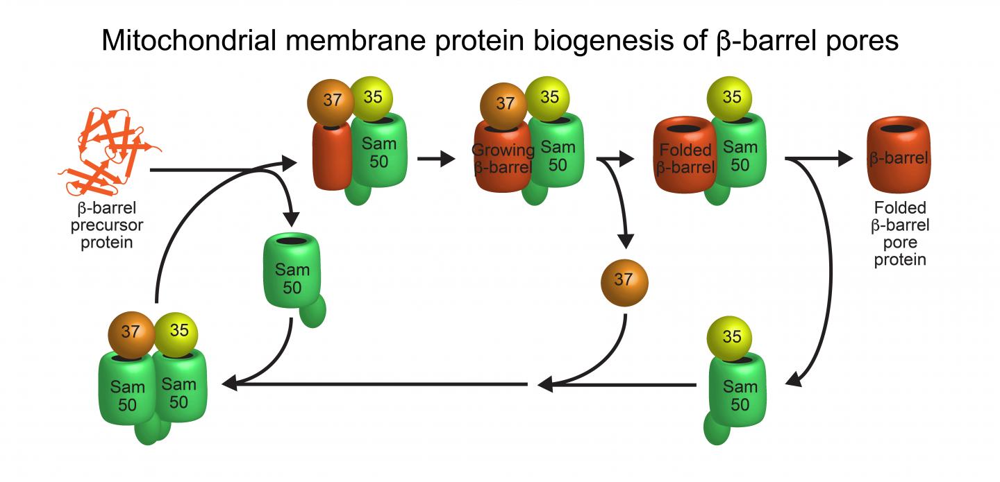 Basis for the essential cellular powerhouses