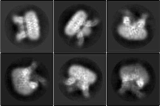 Enhanced 2-D Images of TRPV3 Molecules