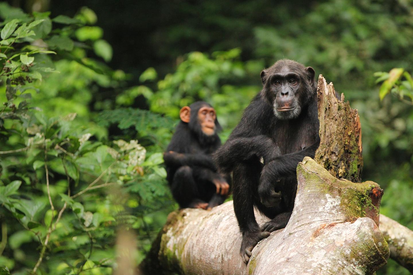 Chimps and Bonobos Had a Fling in the Past