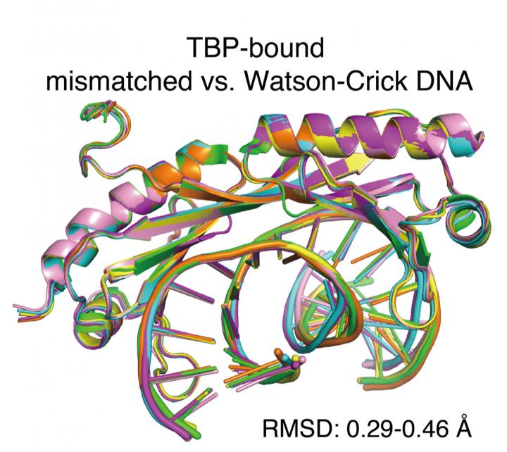 Dna Mismatch Image Eurekalert Science News Releases 