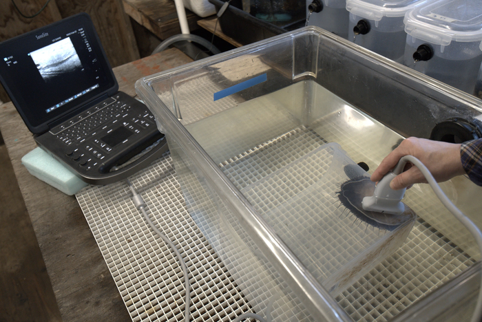 Abalone receives an ultrasound