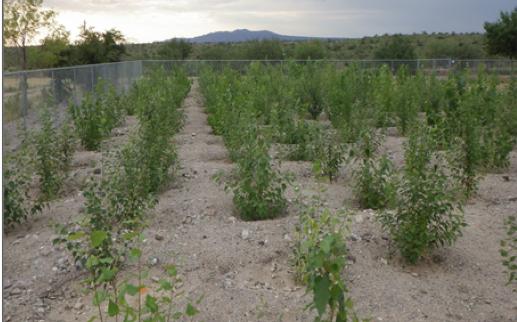 Arizona Poplar Plantation
