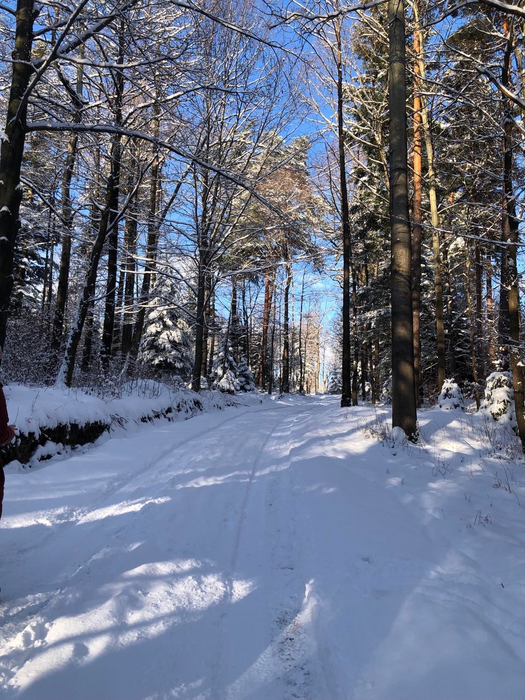 The woodland in Silesia, Poland, where the research took place