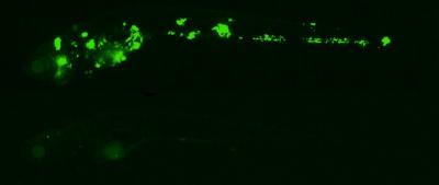 Zebrafish Treated for TB