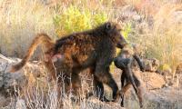 Chacma Baboon with Dead Infant