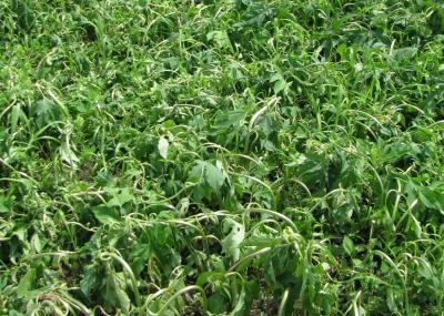 Which Direction are Herbicides Heading?