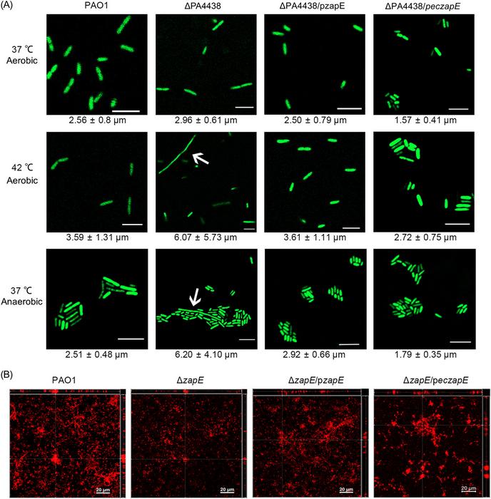 ZapE is required for proper cell division under high-temperature and oxygen-limited conditions and biofilm formation.