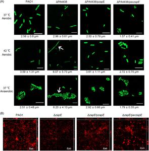 ZapE is required for proper cell division under high-temperature and oxygen-limited conditions and biofilm formation.