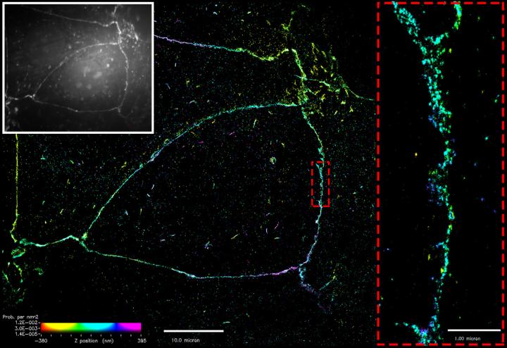 Superresolution Imaging of E-cadherin at the Cell Membrane