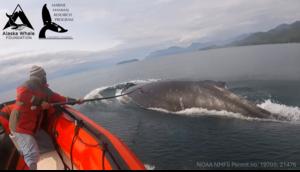 Whale tag deployment