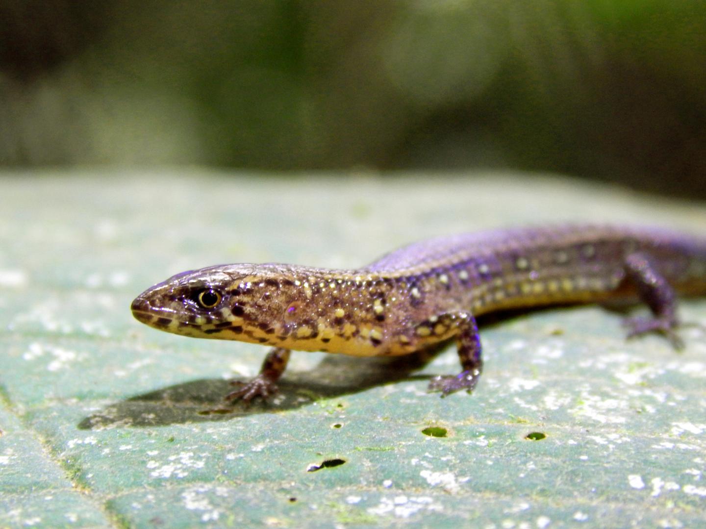 Potential New Species of Gymno [IMAGE] | EurekAlert! Science News Releases