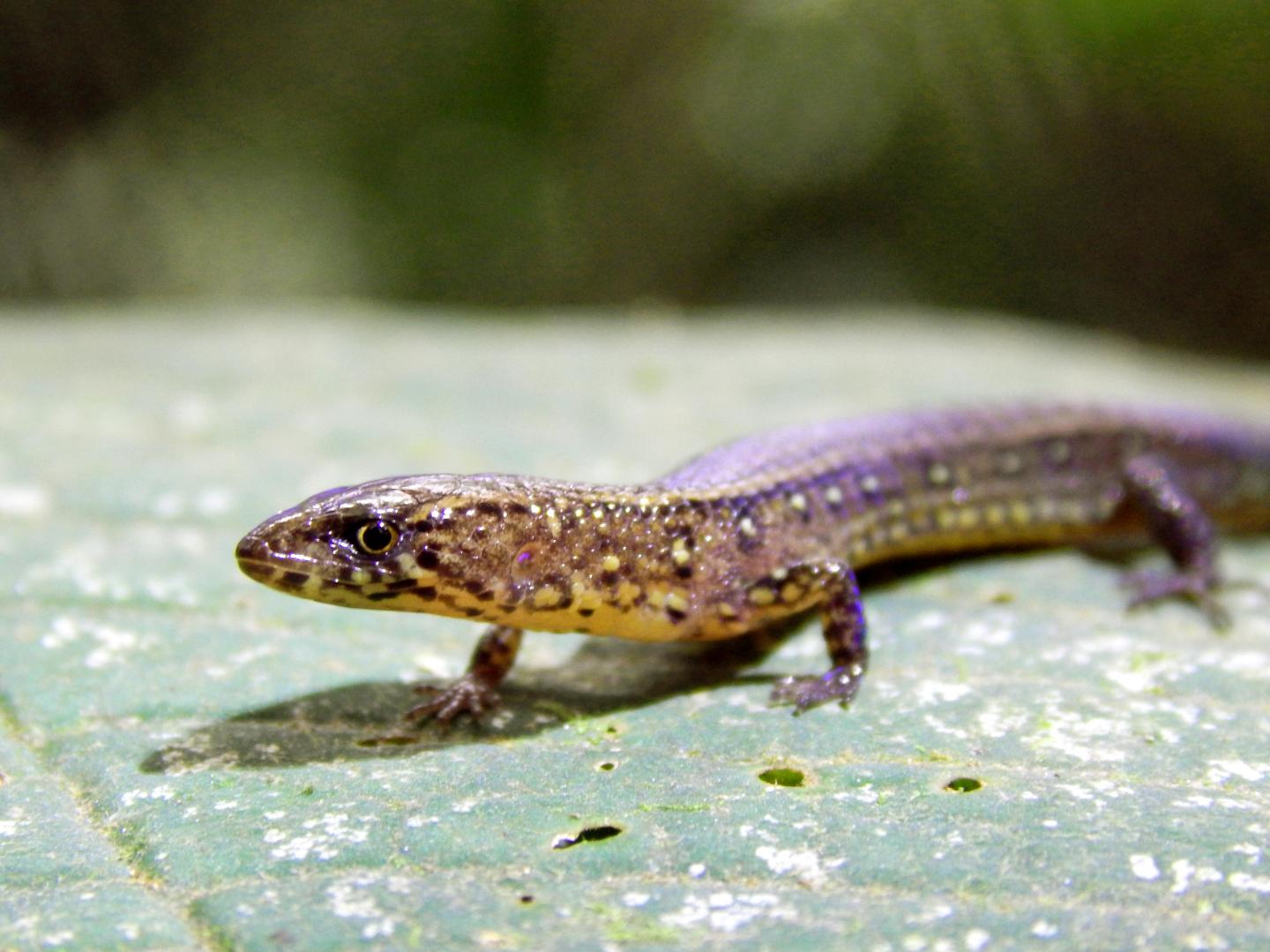 Potential New Species of Gymnophthalmidae Lizard