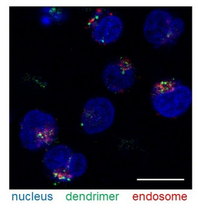 Figure 1. Dendrimers in T cells.