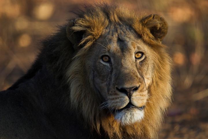 Male African Lion (<em>Panthera leo</em>), Kafue National Park, Zambia