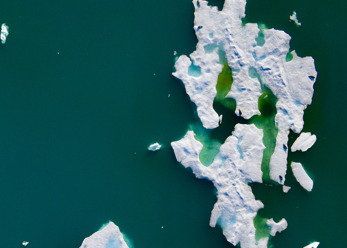 Ringed seals on ice flows