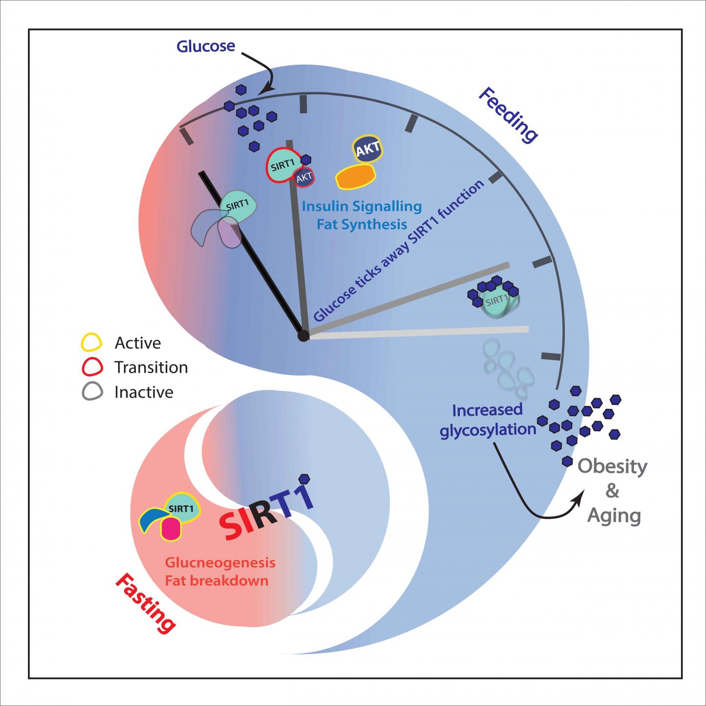 Sweet control of longevity factor: Yin-Yan effect