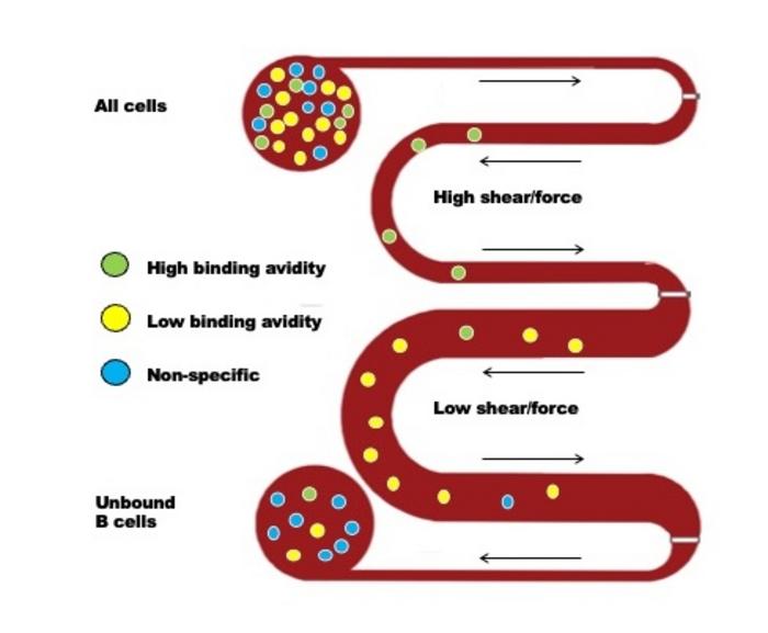 A Chip to Measure Immunity