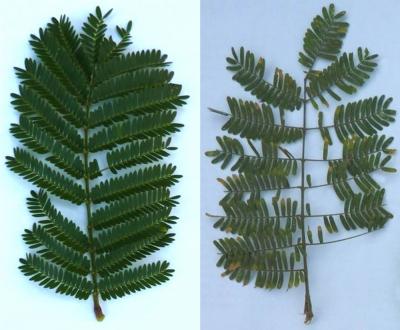Comparison of Leaves