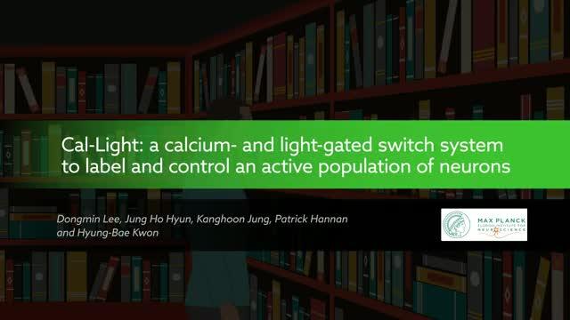 Cal-Light: Calcium and Light Gated Switch System