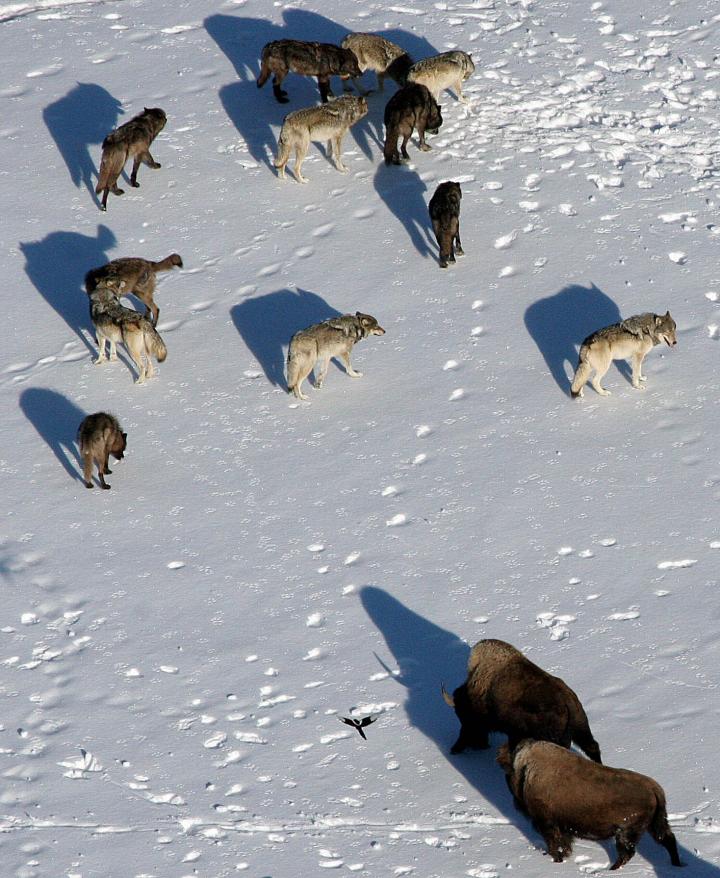 Wolves and Bison in Yellowstone National Park