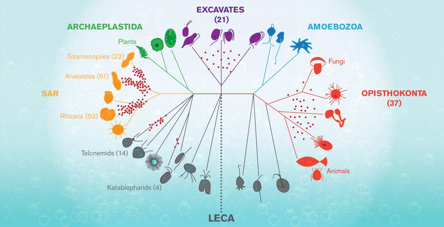 Eukaryotic Life