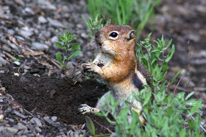 Golden-mantled ground squirrel