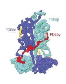 The Structure of PDE6&#945;&#946;2&#947; Complex