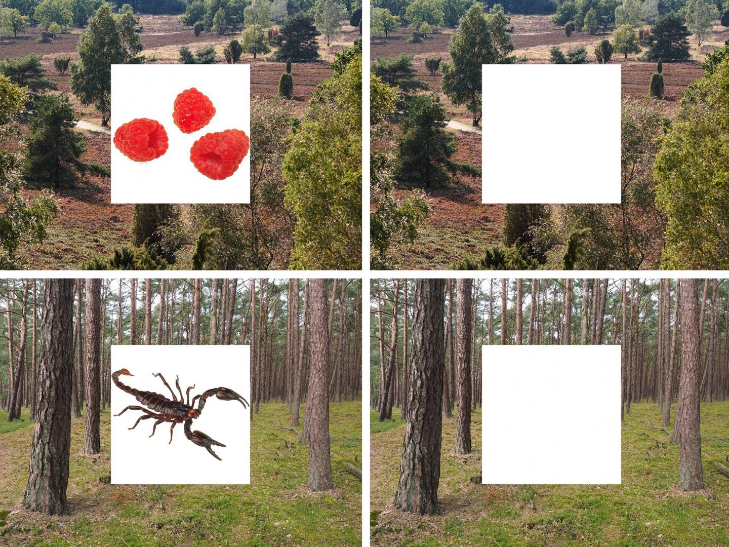 Participants First Saw Images of Scenes