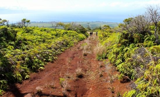 Road and Watershed in West Maui