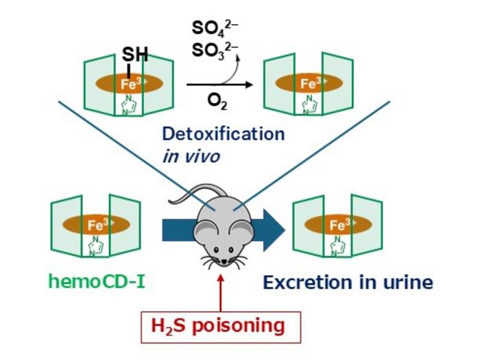 The working mechanism of met-hemoCD-I to treat H2S poisoning