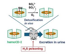 The working mechanism of met-hemoCD-I to treat H2S poisoning