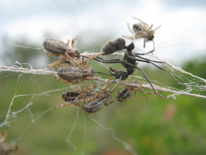 Indian cooperative spider (Stegodyphus sarasinorum)